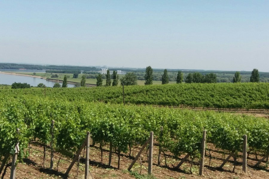 Cifra de afaceri în 2022 a brandului Domeniile Ostrov este de 45 de milioane lei